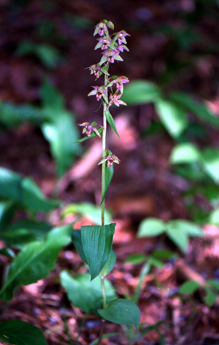 Epipactis nelle Giulie Friulane